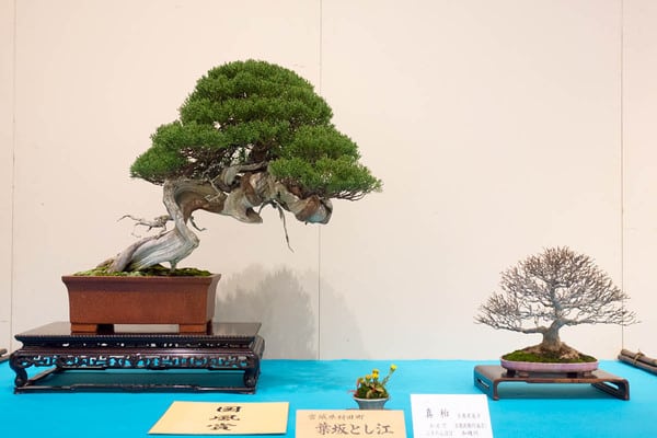 Chinese juniper - Kokufu prize