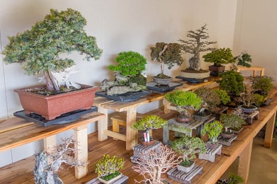 Trees in the workshop