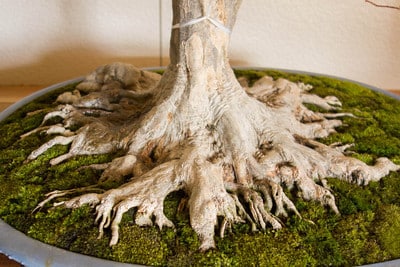 Trident maple roots