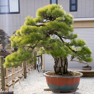 Large pine