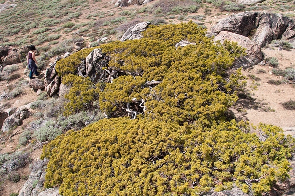 Large Sierra juniper