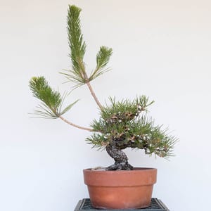 Black pine - after decandling