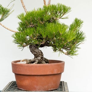 Black pine - before decandling
