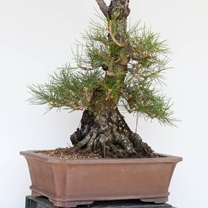 Black pine - after decandling