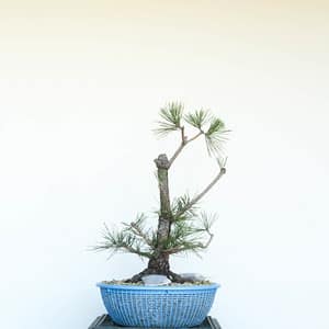 Young black pine