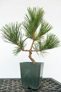 Young pine