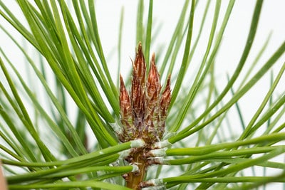 Red pine buds