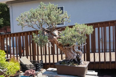 Giant sierra juniper
