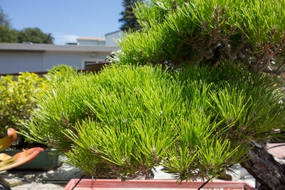 Pine foliage