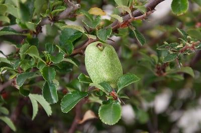 Chojubai fruit