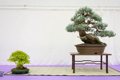 Trident maple and Sierra juniper (in training 4 years)