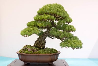 Japanese white pine - 80+ years