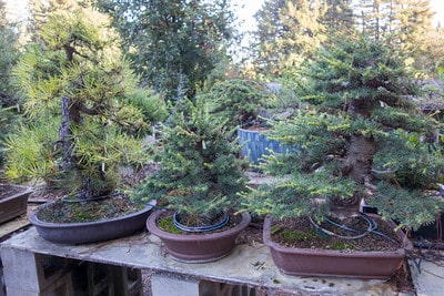 Cedars and a pine