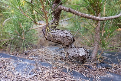 Pine trunk