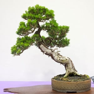 Japanese black pine - in training 55 years