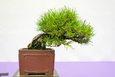 Black pine