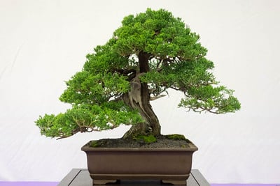 Prostrata juniper - 72 years
