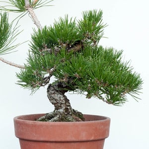 Black pine - decandled 6/7