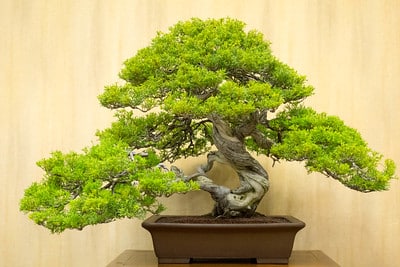 Taiwan juniper