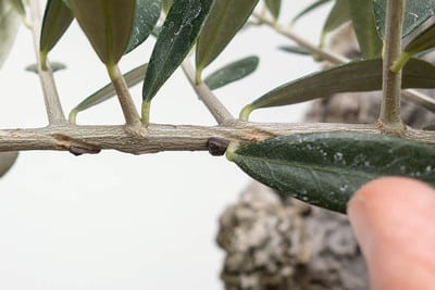Scale on olive branch