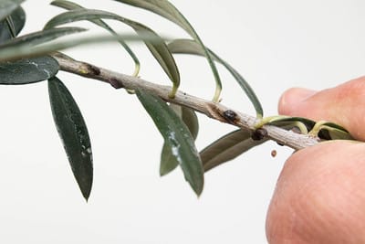 Scale on olive branch