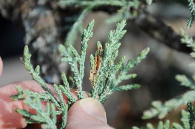 Worm in juniper foliage