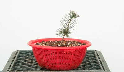 Japanese Red pine