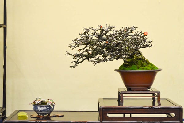 Japanese flowering quince 'chojubai'