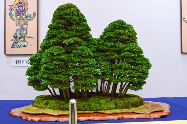 Tsuyama hinoki cypress