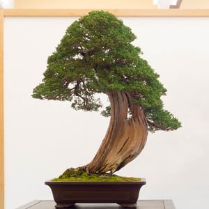 Shimpaku grafted on California juniper