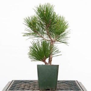 Corkbark pine