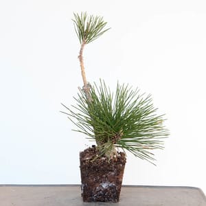Repotting corkbark black pine