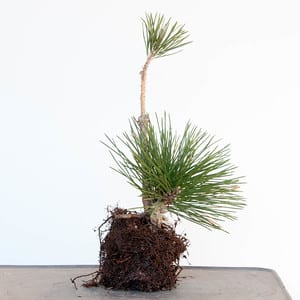 Repotting corkbark black pine