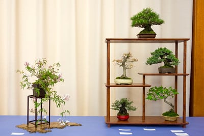 Shohin display - Jasmine sp., Japanese black pine, Japanese maple, Procumbens juniper, Coast redwood, Princess persimmon
