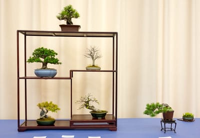 Shohin display - Japanese black pine, Azalea, Zelkova, Trident maple, Korean hornbeam, White pine