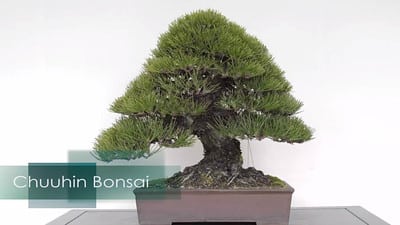 Bonsai Beginner's Course