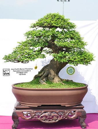 Tropical bonsai