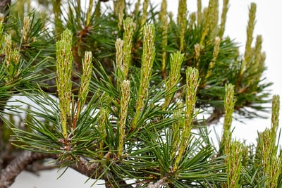 Red pine