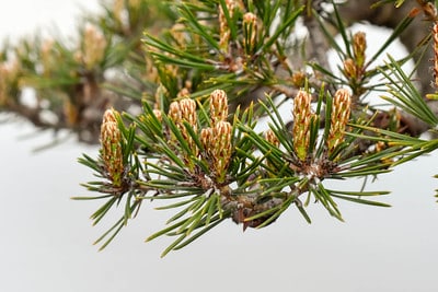 Red pine