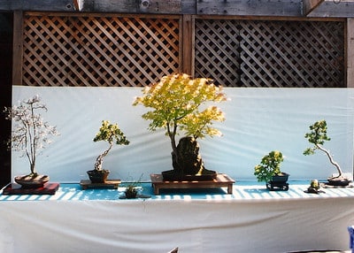 Bonsai display at Encinal Nursery