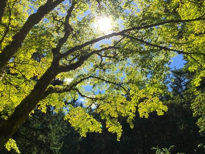Sunlight through Japanese maple foliage