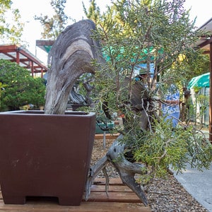 California juniper