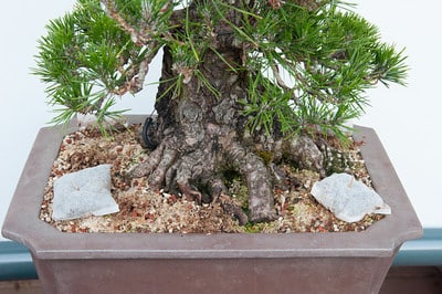 Fertilizing black pine