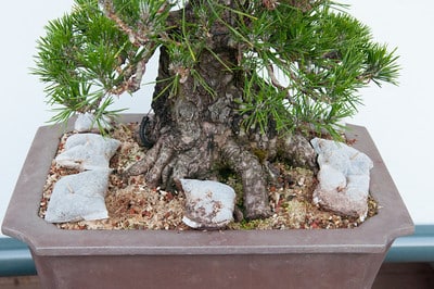Fertilizing black pine