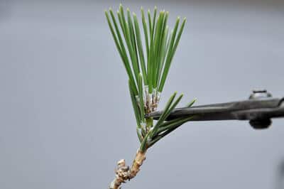 Decandling Japanese black pine