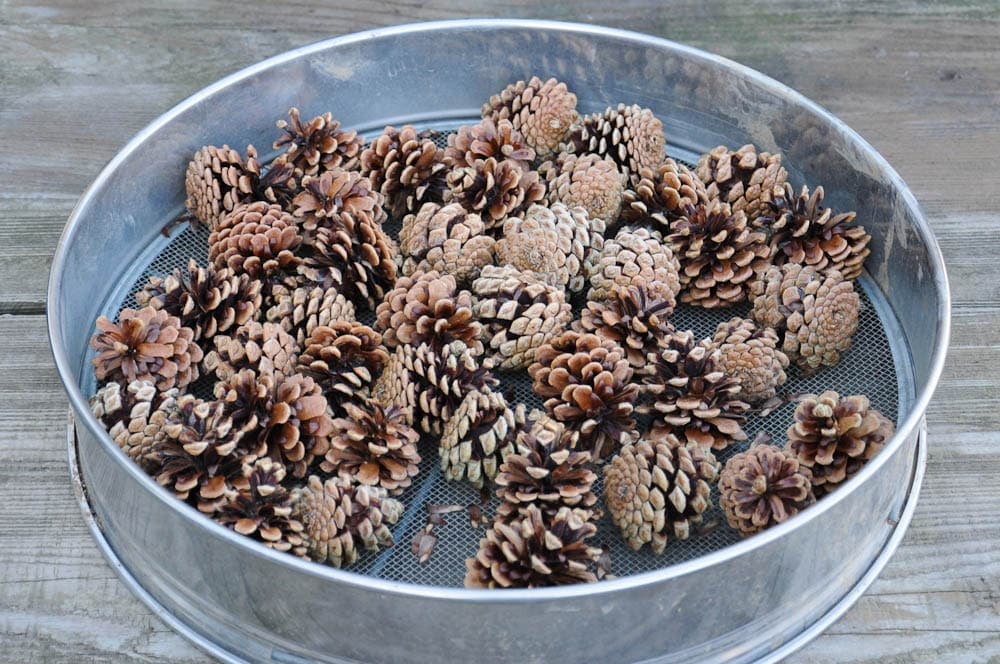 dry-pine-cones