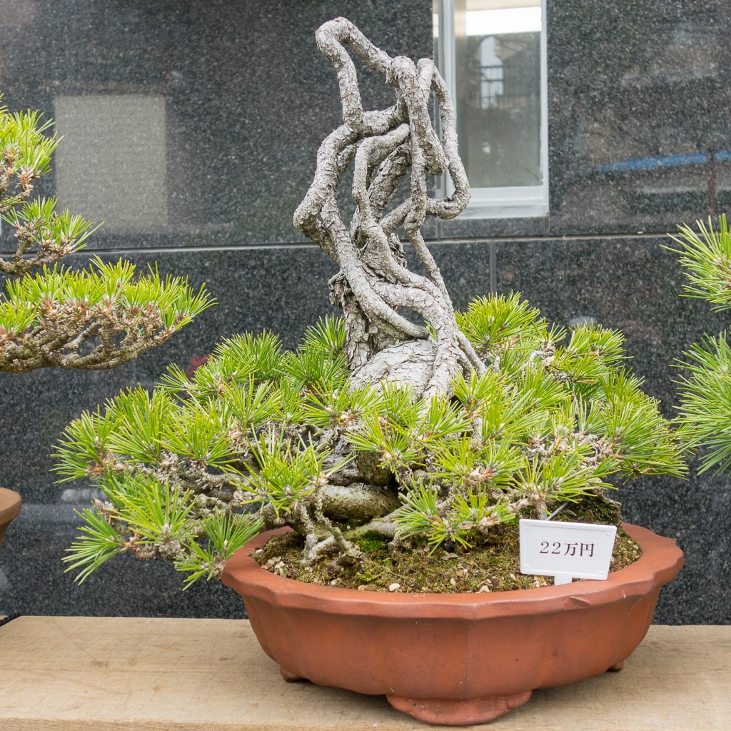 Exposed Root Black Pines At The Green Club Bonsai Tonight