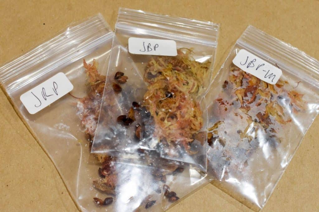 labeled-bags-pine-seeds