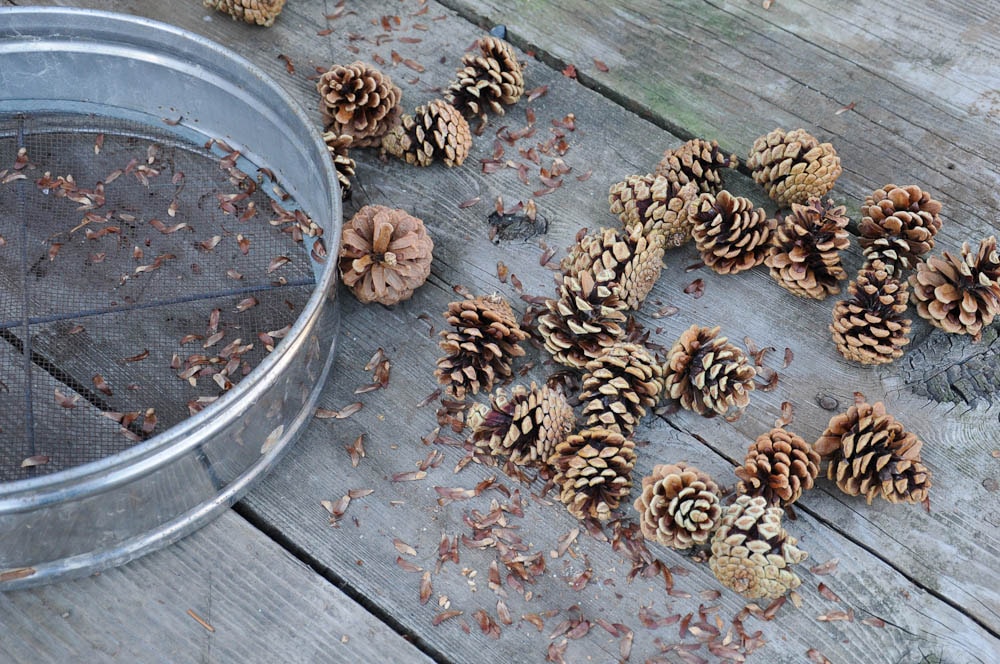 pine-seeds-and-cones