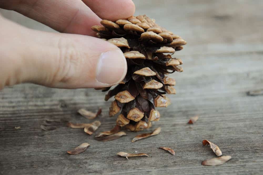 removing-seeds-from-pine-cone